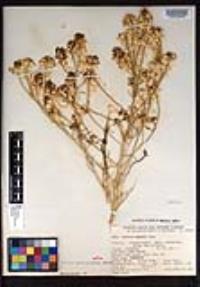Lepidium fremontii image