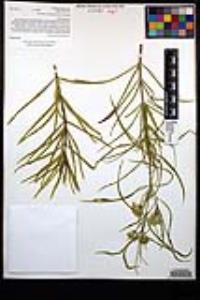 Asclepias fascicularis image