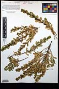 Baccharis pilularis subsp. consanguinea image