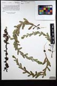 Hazardia squarrosa var. grindelioides image