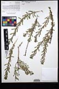 Isocoma menziesii image