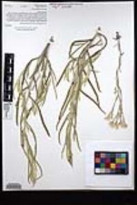 Pseudognaphalium beneolens image
