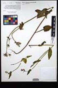 Sonchus oleraceus image