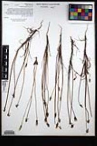 Uropappus lindleyi image