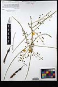 Parkinsonia aculeata image