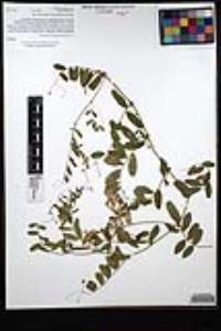 Vicia americana var. americana image