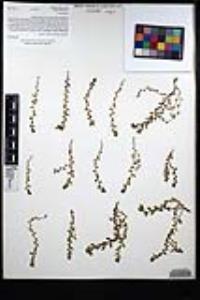 Lysimachia minima image