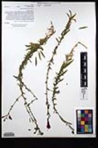 Epilobium canum image