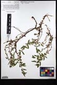 Epilobium canum subsp. latifolium image