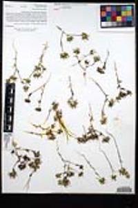 Navarretia hamata subsp. leptantha image