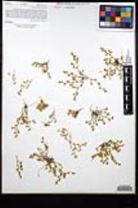 Chorizanthe procumbens image