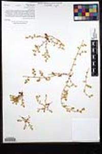 Chorizanthe procumbens image