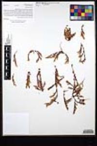 Lastarriaea coriacea image
