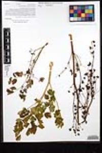 Thalictrum polycarpum image