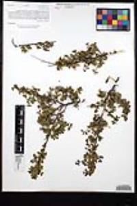 Rhamnus crocea image