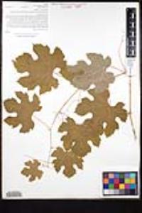 Vitis girdiana image