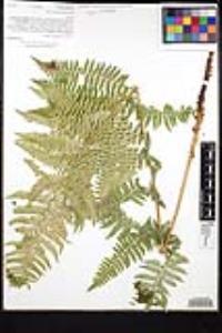 Dryopteris arguta image