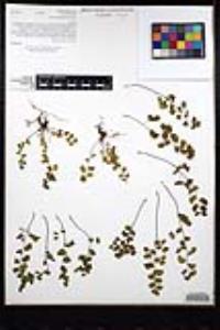 Adiantum jordanii image