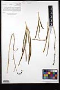 Chlorogalum parviflorum image