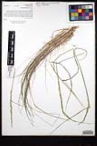 Agrostis pallens image