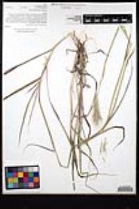 Bothriochloa barbinodis image