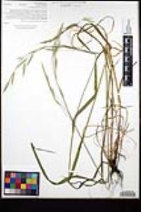 Bromus carinatus var. carinatus image