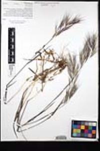 Bromus madritensis image