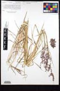 Melinis repens subsp. repens image