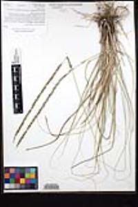 Muhlenbergia rigens image