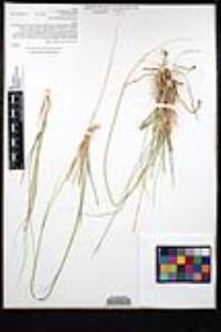 Muhlenbergia rigens image