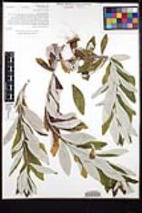 Artemisia douglasiana image