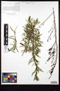Artemisia dracunculus image