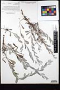 Corethrogyne filaginifolia image