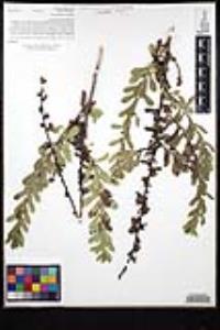Hazardia squarrosa var. grindelioides image