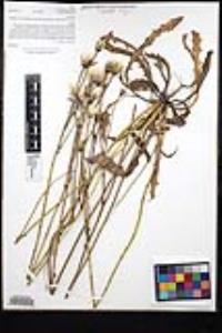 Hypochaeris glabra image