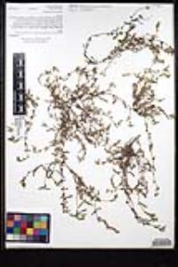 Plagiobothrys collinus var. gracilis image