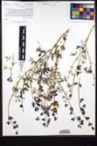 Lupinus sparsiflorus image