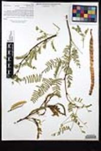 Prosopis glandulosa image