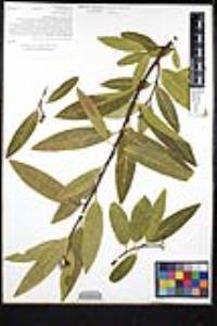 Umbellularia californica image