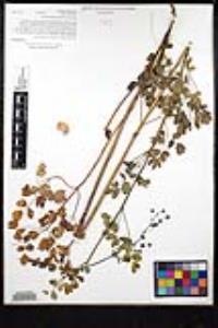 Thalictrum polycarpum image