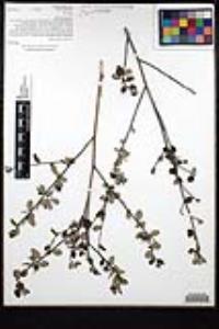 Ceanothus tomentosus var. olivaceus image