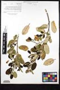 Frangula californica image
