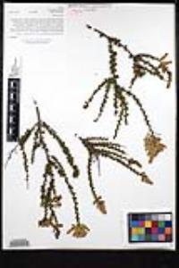 Adenostoma fasciculatum image