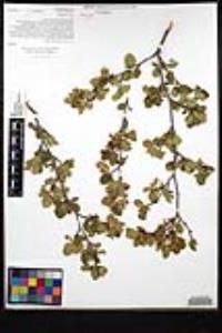 Cercocarpus minutiflorus image