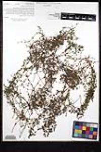 Galium nuttallii subsp. nuttallii image