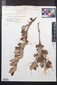 Cercocarpus montanus image