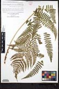 Dryopteris arguta image