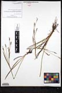 Sisyrinchium bellum image