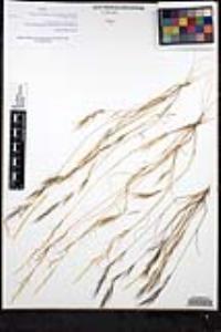 Aristida adscensionis image