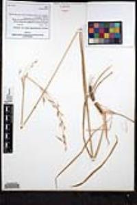 Bromus carinatus image